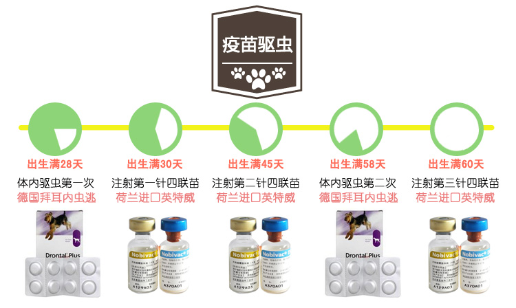 肉狗苗 肉狗苗價格80-100 全國發貨