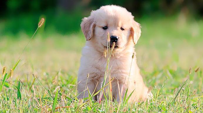 ★★▊貨到付款▊★★ 金毛犬 全場1500 買一送一