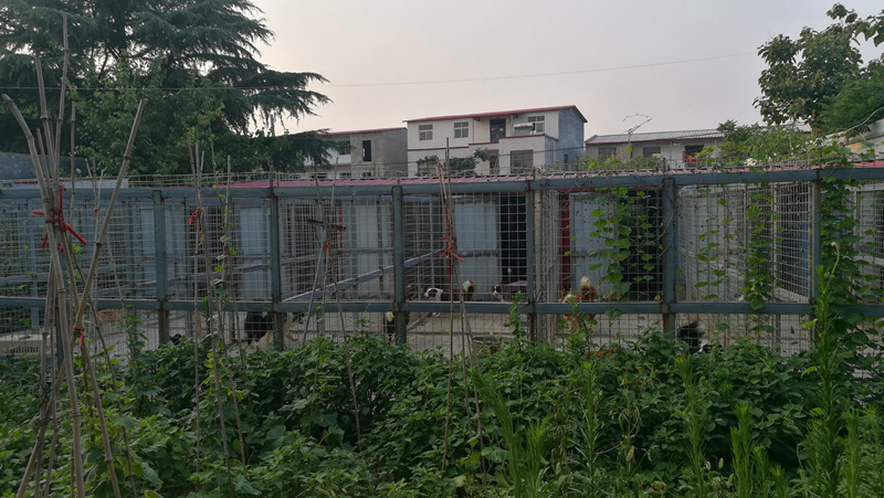全國發貨擔保交易冠軍直系馬爾濟斯寶貝15鄭州美潤犬舍