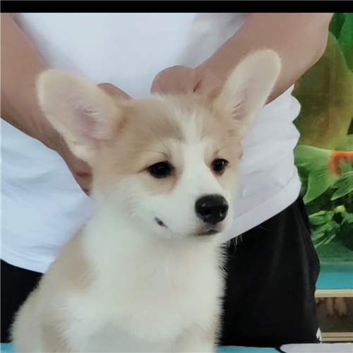 鄭州美潤犬舍美國超級冠軍直系柯基犬寶貝全國發貨擔保交易