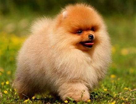 ★★▊貨到付款▊★★ 精品茶杯犬 犬舍全場1500 官方保證