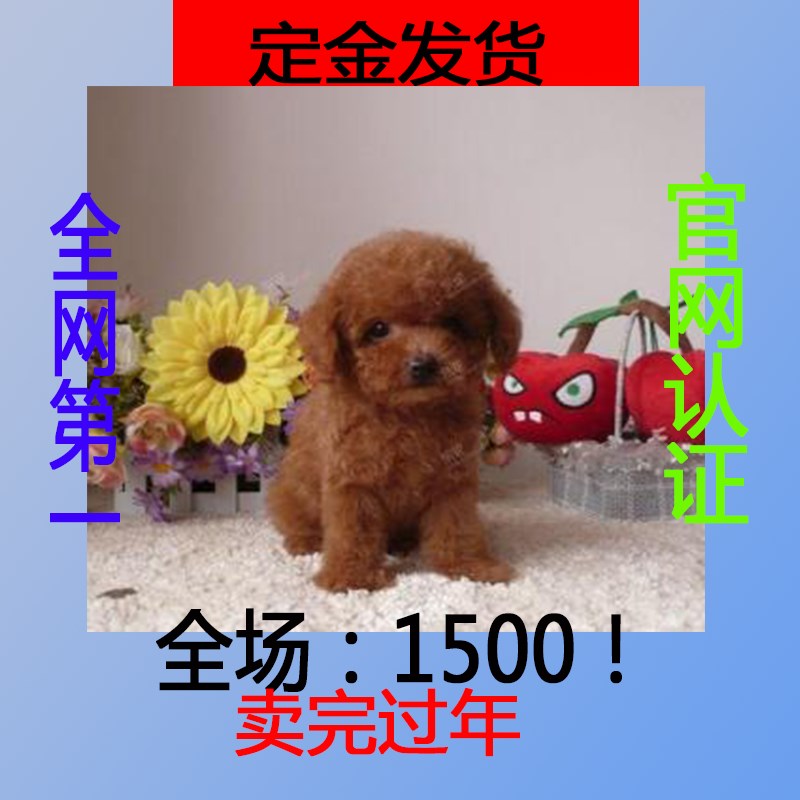 ★★▊貨到付款▊★★ 精品泰迪犬 全場1500 買一送一