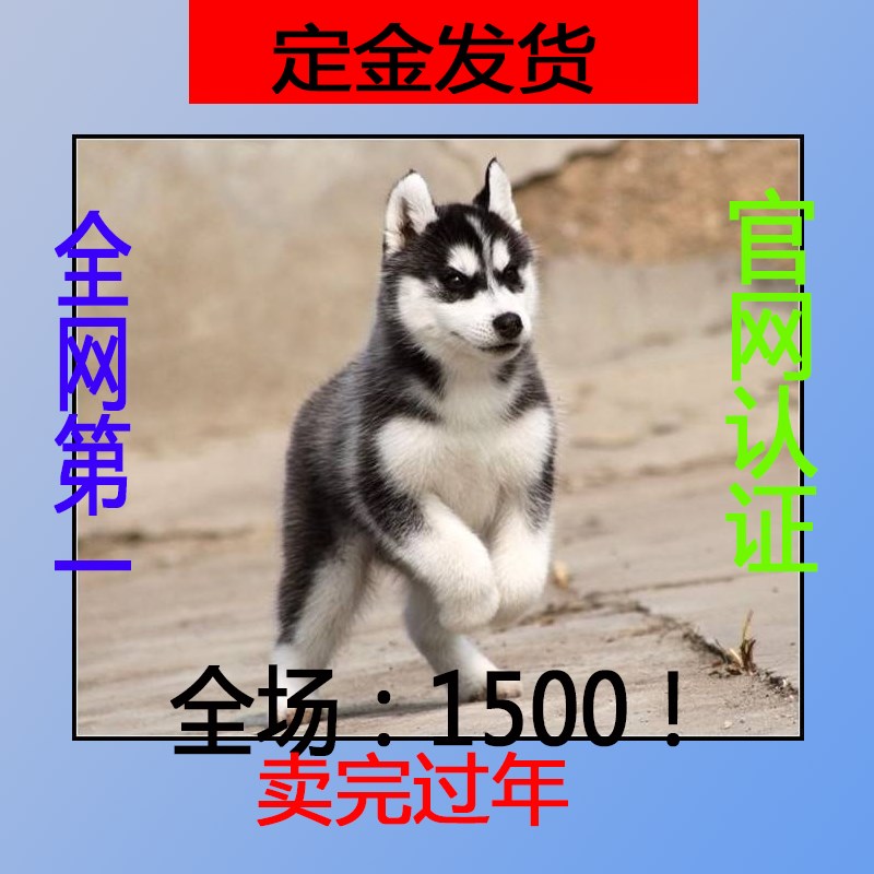 ★★▊貨到付款▊★★ 精品哈士奇犬 全場1500  買一送一