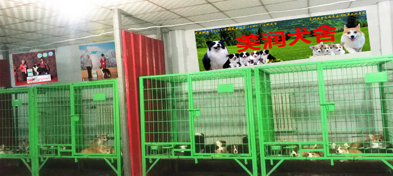 全國發貨擔保交易冠軍直系馬爾濟斯寶貝15鄭州美潤犬舍