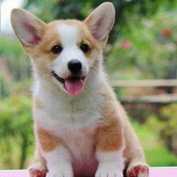 ★★▊貨到付款▊★★ 精品柯基犬 全場1500 買一送一
