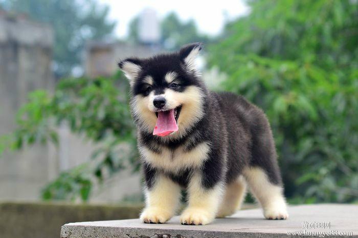★★▊貨到付款▊★★ 精品阿拉斯加犬 全場1500 買一送一