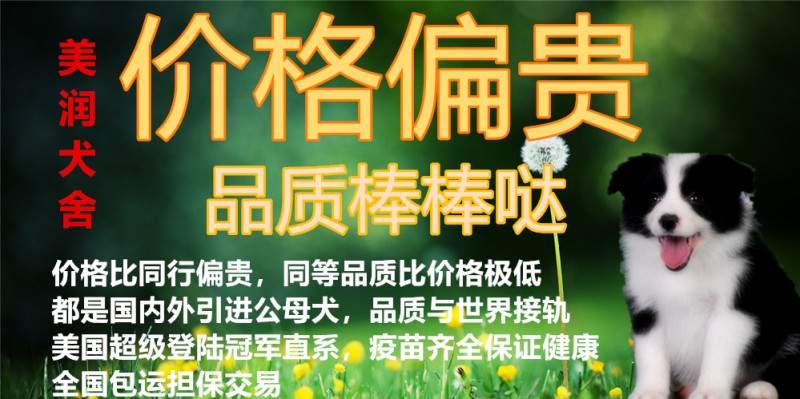 全國發貨擔保交易中國登陸冠軍邊牧寶貝6鄭州美潤犬舍