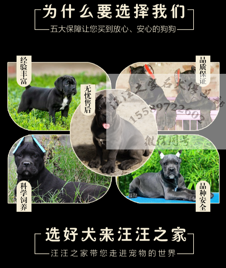 退伍兵繁訓-  高端卡斯羅犬 護衛犬 卡斯羅幼犬 王牌犬舍