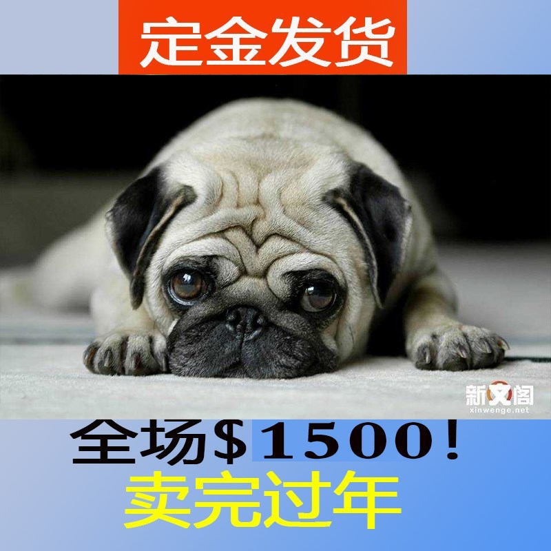 ★★▊貨到付款▊★★ 精品巴哥犬 全場1500 買一送一