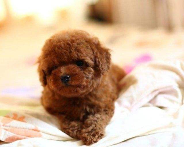 ★★▊貨到付款▊★★ 精品泰迪犬 全場1500 買一送一
