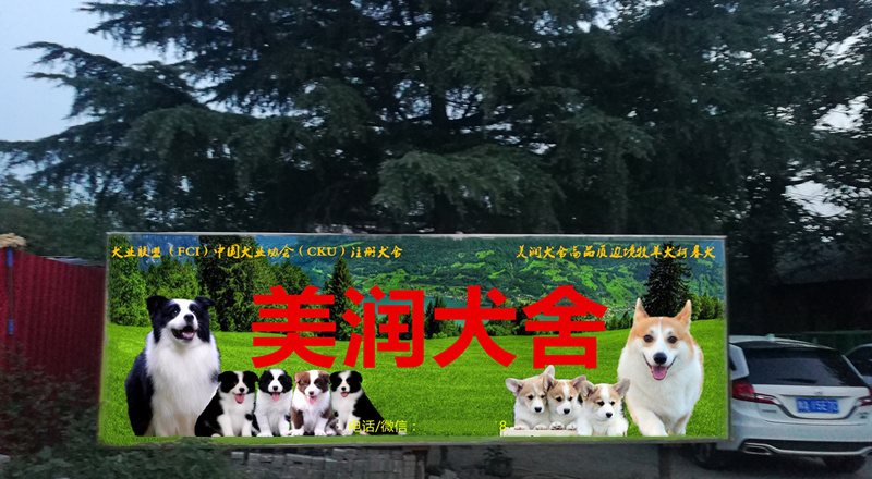 全國發貨擔保交易中國登陸冠軍邊牧寶貝6鄭州美潤犬舍