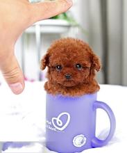 ★★▊貨到付款▊★★ 精品泰迪犬 全場1500 買一送一