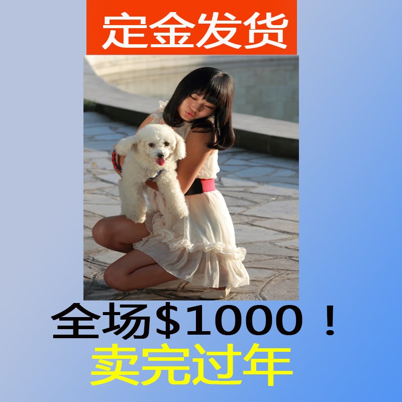 ★★▊貨到付款▊★★ 精品比熊犬 全場1500 買一送一