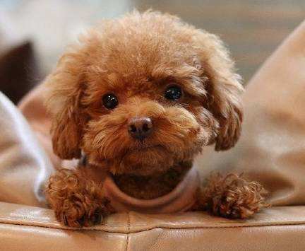 ★★▊貨到付款▊★★ 精品泰迪犬 全場1500 買一送一