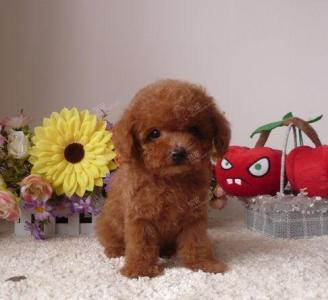 ★★▊貨到付款▊★★ 精品泰迪犬 全場1500 買一送一