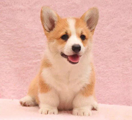 ★★▊貨到付款▊★★ 精品柯基犬 全場1500 買一送一