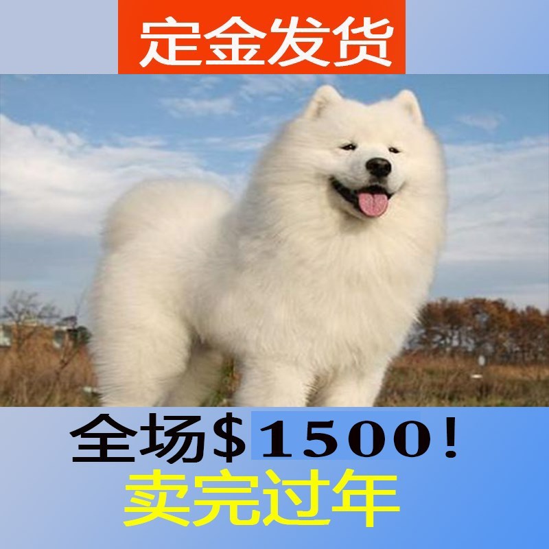 ★★▊貨到付款▊★★ 精品薩摩耶犬 全場1500 買一送一