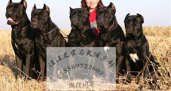 退伍兵繁訓-  高端卡斯羅犬 護衛犬 卡斯羅幼犬 王牌犬舍