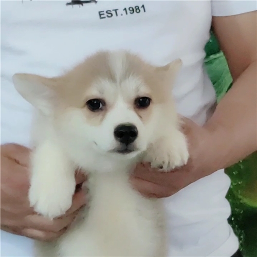 鄭州美潤犬舍美國超級冠軍直系柯基犬寶貝全國發貨擔保交易