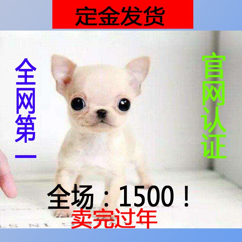 ★★▊貨到付款▊★★精品吉娃娃 全場1500 買一送一