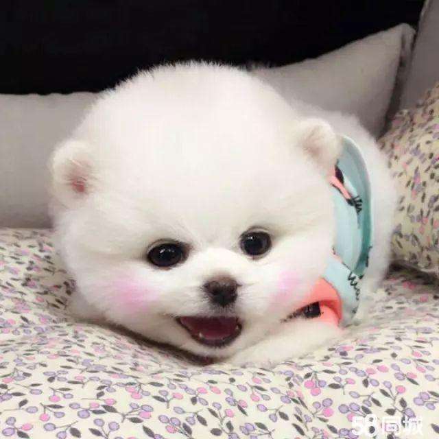 ★★▊貨到付款▊★★ 精品茶杯犬 犬舍全場1500 官方保證