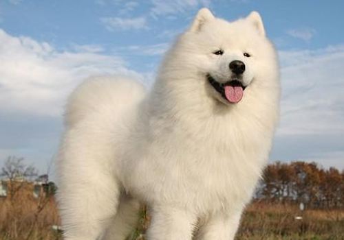 ★★▊貨到付款▊★★ 精品薩摩耶犬 全場1500 買一送一