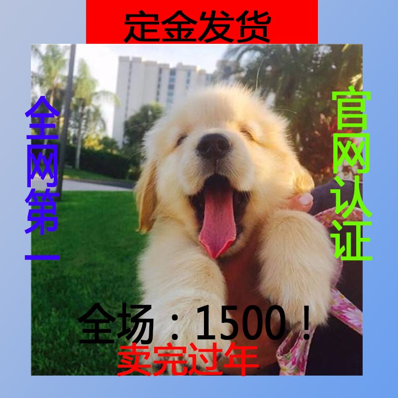 ★★▊貨到付款▊★★ 金毛犬 全場1500 買一送一