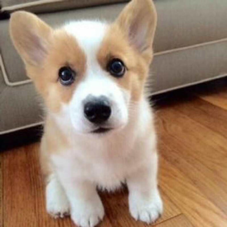 ★★▊貨到付款▊★★ 精品柯基犬 全場1500 買一送一