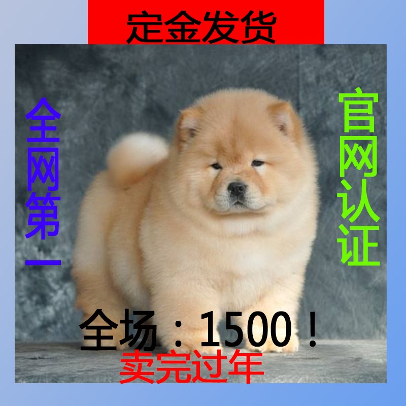★★▊貨到付款▊★★ 精品松獅犬 犬全場1500 買一送一