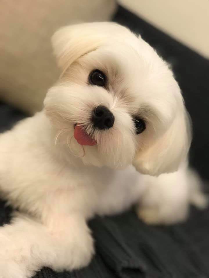 全國發貨擔保交易冠軍直系馬爾濟斯寶貝15鄭州美潤犬舍