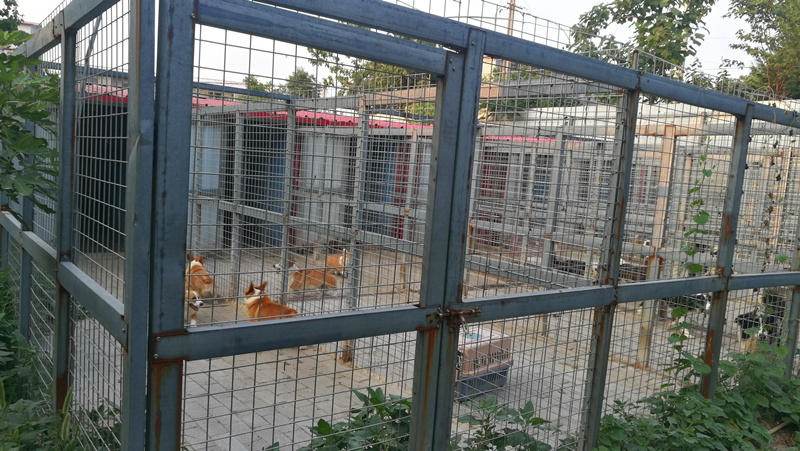 全國發貨擔保交易中國登陸冠軍邊牧寶貝6鄭州美潤犬舍