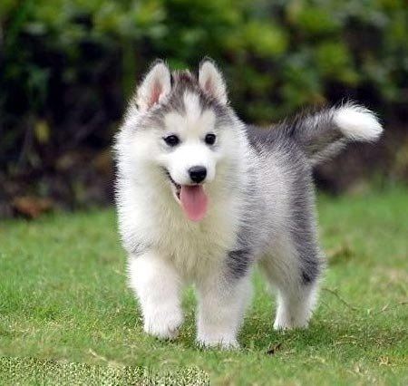 ★★▊貨到付款▊★★ 精品哈士奇犬 全場1500  買一送一