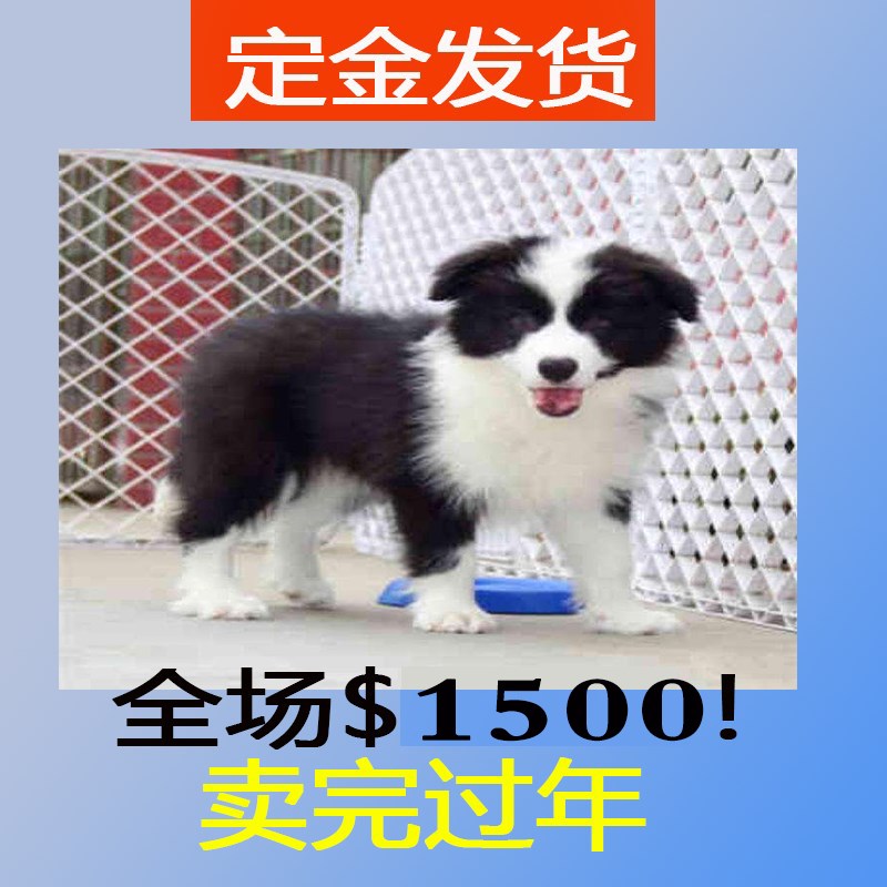 ★★▊貨到付款▊★★邊境牧羊犬 全場1500買一送一