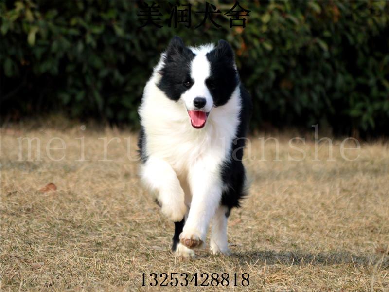 全國發貨擔保交易中國登陸冠軍邊牧寶貝6鄭州美潤犬舍