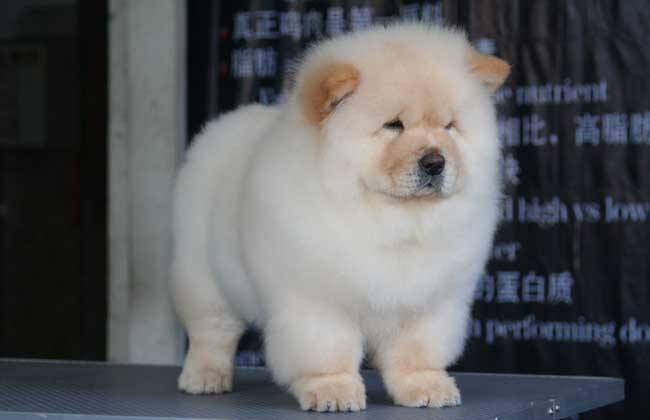 ★★▊貨到付款▊★★ 精品松獅犬 犬全場1500 買一送一