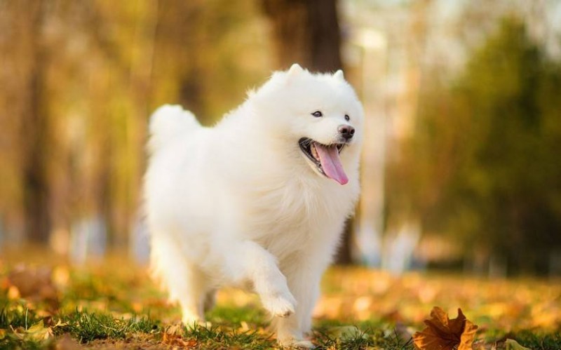 ★★▊貨到付款▊★★ 精品薩摩耶犬 全場1500 買一送一