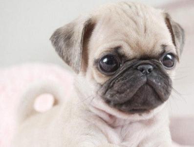 ★★▊貨到付款▊★★ 精品巴哥犬 全場1500 買一送一