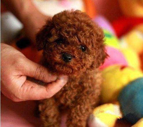 ★★▊貨到付款▊★★ 精品泰迪犬 全場1500 買一送一