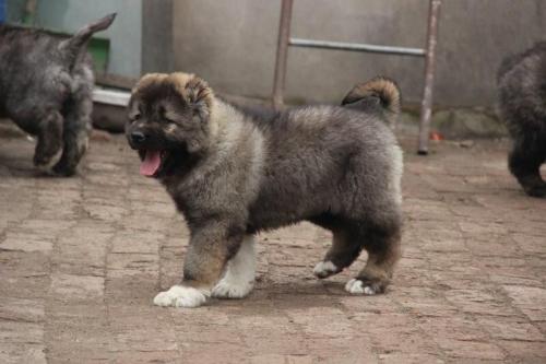 ★★▊貨到付款▊★★ 精品高加索犬 全場1500 買一送一