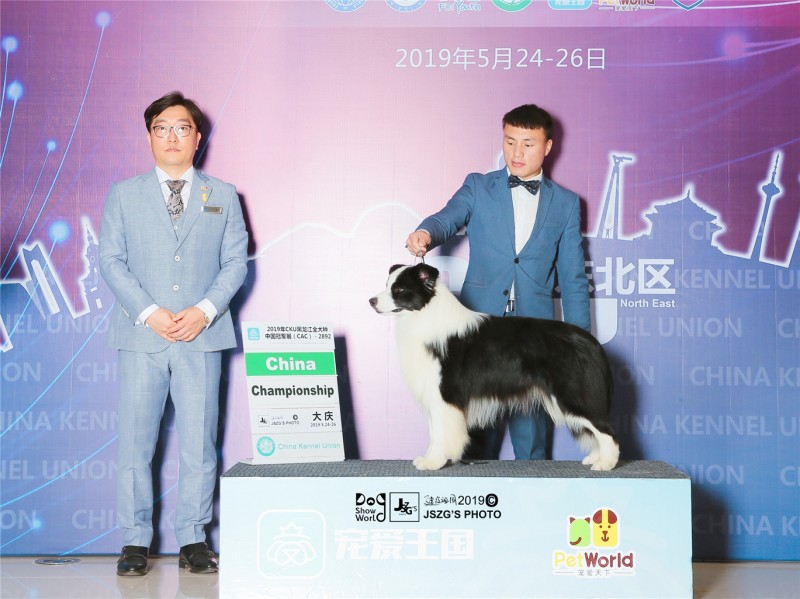 全國發貨擔保交易中國登陸冠軍邊牧寶貝6鄭州美潤犬舍