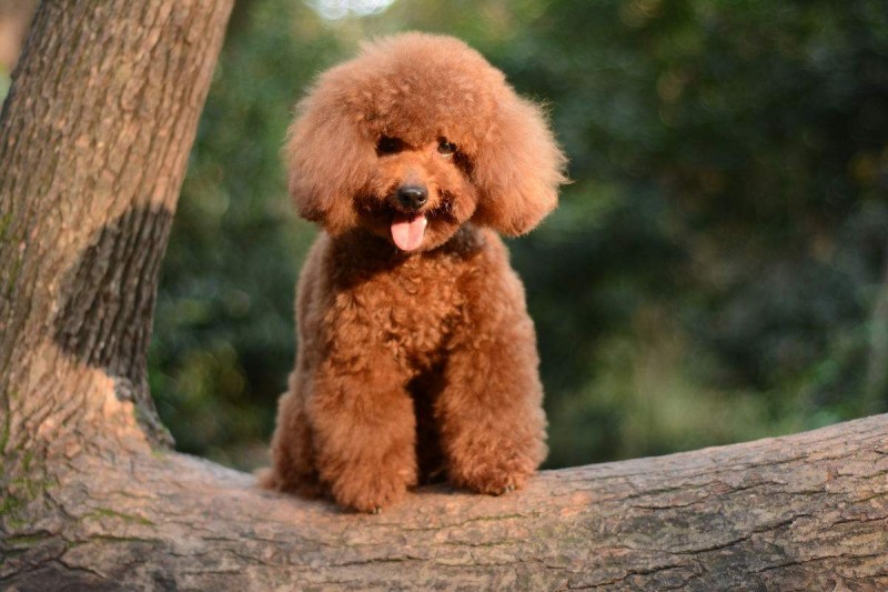 ★★▊貨到付款▊★★ 精品泰迪犬 全場1500 買一送一