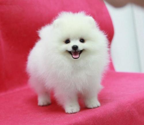 ★★▊貨到付款▊★★ 博美犬 全場1500 買一送一