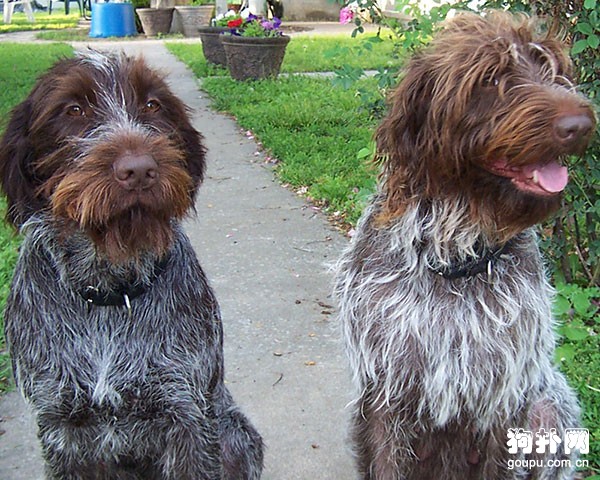 硬毛指示格里芬犬價格|飼養|智商及體態特征
