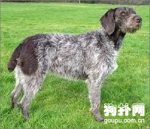 硬毛指示格里芬犬價格|飼養|智商及體態特征