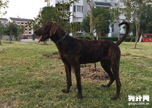 普羅特獵犬怎么養- 普羅特獵犬價格及智商