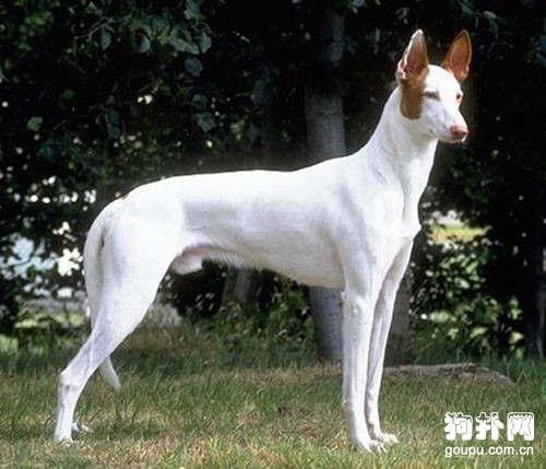伊比贊獵犬標準- 伊比贊獵犬價格及智商