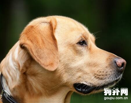 狗狗的智商高低我們要如何來判斷