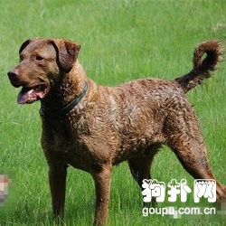 切薩皮克海灣犬標準- 切薩皮克海灣尋回犬飼養方法及智商排名