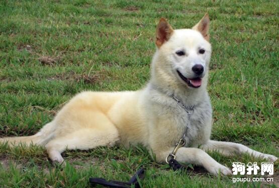 韓國金刀犬標準- 韓國金刀犬價格、智商及飼養方法