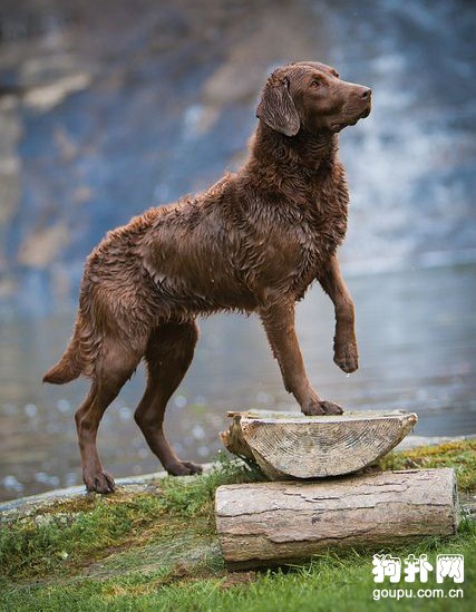 切薩皮克海灣犬標準- 切薩皮克海灣尋回犬飼養方法及智商排名
